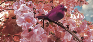 Dodo _ Natura